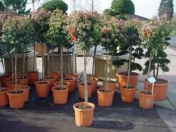 Sneeuwbal Op Stam (Viburnum Tinus 'Eve Price') -Directplant Winkel 20110102183229 4 2