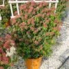 Sneeuwbal, Leivorm (Viburnum Tinus 'Eve Price ') -Directplant Winkel 20110102183457 1 1
