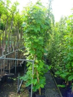 Sierdruif (Vitis Coignetiae) -Directplant Winkel 20110102184352 5 1