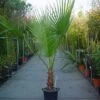 Washingtonia (Washingtonia Robusta) -Directplant Winkel 20110102190228 6 1