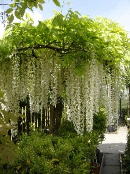 Blauwe Regen, Wit (Wisteria Floribunda 'Longissima Alba') 3 Blauwe Regen, Wit (Wisteria Floribunda 'Longissima Alba')