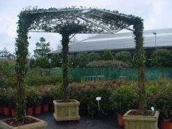 Klimop Als Prieel (Hedera Hibernica) -Directplant Winkel 20110201130203 1 1