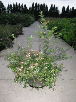 Abelia (Abelia Grandiflora) -Directplant Winkel 20110214170632 9
