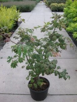 Japanse Esdoorn (Acer Japonicum 'Aconitifolium') -Directplant Winkel 20110214171717 10