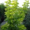 Vederesdoorn (Acer Negundo 'Kelly's Gold') -Directplant Winkel 20110214172435 6
