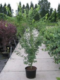 Japanse Esdoorn (Acer Palmatum 'Aoyagi') -Directplant Winkel 20110215150938 4 1