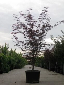 Japanse Esdoorn (Acer Palmatum 'Fireglow') -Directplant Winkel 20110215151240 11 1