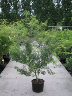 Japanse Esdoorn (Acer Palmatum 'Seiryu') -Directplant Winkel 20110215152040 6