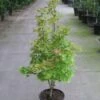 Japanse Esdoorn (Acer Shirasawanum 'Aureum') -Directplant Winkel 20110215152843 8