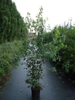 Esdoorn (Acer Tataricum 'Ginnala') -Directplant Winkel 20110215153548 5