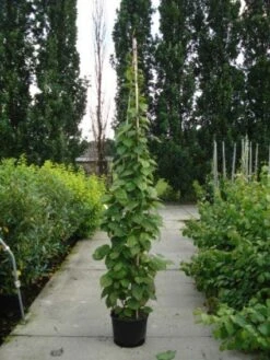 Sierkiwi (Actinidia Kolomikta) 10 Sierkiwi (Actinidia Kolomikta) -Directplant Winkel 20110215154225 2 1