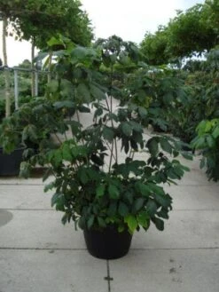 Herfstpaardenkastanje (Aesculus Parviflora) -Directplant Winkel 20110215154403 8