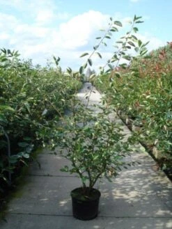 Krentenboom Als Struik (Amelanchier Lamarckii) 15 Krentenboom Als Struik (Amelanchier Lamarckii) -Directplant Winkel 20110215155125 13