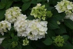 Hortensia (Hydrangea 'Endless Summer The Bride') 8 Hortensia (Hydrangea 'Endless Summer The Bride') -Directplant Winkel 20110622190237 2 1