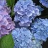 Hortensia (Hydrangea 'Endless Summer' Blauw) -Directplant Winkel 20110702112219 2