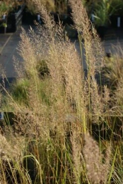 Diamantgras (Calamagrostis Brachytricha) -Directplant Winkel 20110705121329 1 2