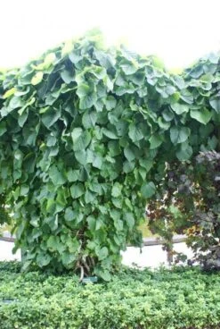Duitse Pijp (Aristolochia Macropylla) -Directplant Winkel 20110731133730 3 1