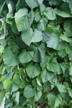 Duitse Pijp (Aristolochia Macropylla) -Directplant Winkel 20110731133748 3