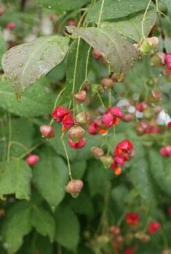 Kardinaalsmuts (Euonymus Planipes) -Directplant Winkel 20110731134608 5