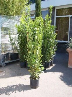 Echte Laurier (Laurus Nobilis) -Directplant Winkel 20110822165109 10 1