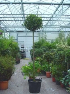 Echte Laurier Als Boom (Laurus Nobilis) -Directplant Winkel 20110822170548 6