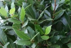 Echte Laurier Op Stam (Laurus Nobilis) -Directplant Winkel 20110822170724 4 1