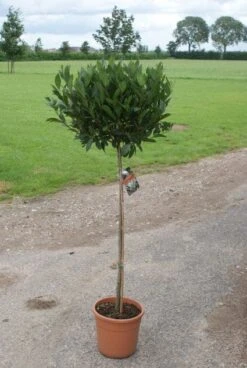 Echte Laurier Op Stam (Laurus Nobilis) -Directplant Winkel 20110822170745 4 1