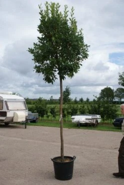 Aardbeiboom (Arbutus Unedo) -Directplant Winkel 20110822171531 4
