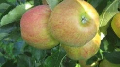 Appelboom (Malus Domestica 'Elstar') -Directplant Winkel 20110905154809 6