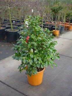 Camelia (Camellia, Wit) -Directplant Winkel 20110919164918 5 1