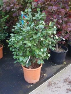 Camelia (Camellia, Wit) -Directplant Winkel 20110919164930 5