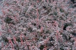 Zuurbes (Berberis Thunbergii 'Atropurpurea') -Directplant Winkel 20111026150721 4