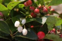 Bergthee / Patrijzenbes (Gaultheria Procumbens) -Directplant Winkel 20111029153448 2 1