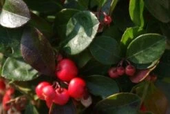Bergthee / Patrijzenbes (Gaultheria Procumbens) -Directplant Winkel 20111029153507 2 1