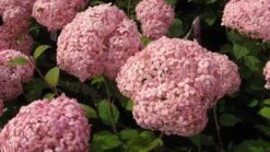 Hortensia (Hydrangea 'Pink Annabelle') -Directplant Winkel 20111219093728 1