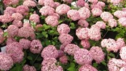Hortensia (Hydrangea 'Pink Annabelle') -Directplant Winkel 20111219093740 1 1