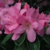 Japanse Azalea (Rhododendron 'Madame Van Hecke') -Directplant Winkel 20120110131834 1