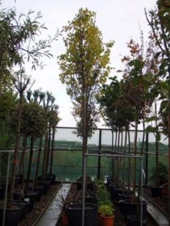 Judasboom (Cercis Siliquastrum) -Directplant Winkel 20120110164015 10