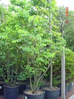 Judasboom Als Struik (Cercis Siliquastrum) -Directplant Winkel 20120110165223 8