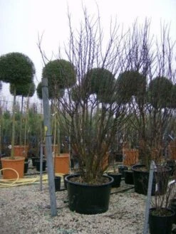 Judasboom Als Struik (Cercis Siliquastrum) -Directplant Winkel 20120110165233 8