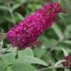 Vlinderstruik (Buddleja 'Miss Ruby') 2 Vlinderstruik (Buddleja 'Miss Ruby') -Directplant Winkel 20120123135252 1 2