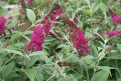 Vlinderstruik (Buddleja 'Miss Ruby') -Directplant Winkel 20120123135319 1 1