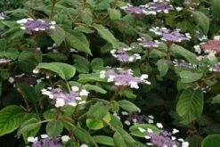 Fluweelhortensia (Hydrangea Aspera 'Sargentiana') -Directplant Winkel 20120125142753 1