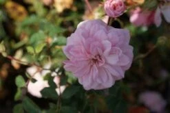 Trosroos (Rosa 'Bonica 82') -Directplant Winkel 20120128144403 1 1