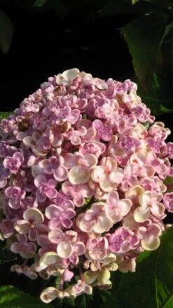 Seringhortensia (Hydrangea Macrophylla 'Ayesha') -Directplant Winkel 20120202134624 2 2