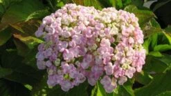 Seringhortensia (Hydrangea Macrophylla 'Ayesha') -Directplant Winkel 20120202134706 2 1