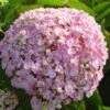 Seringhortensia (Hydrangea Macrophylla 'Ayesha') -Directplant Winkel 20120202134725 2