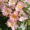 Miniklimroos (Rosa 'Open Arms') -Directplant Winkel 20120207105027 1 3