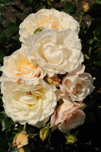 Klimroos (Rosa 'Eloise') 3 Klimroos (Rosa 'Eloise')