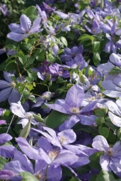 Bosrank (Clematis 'Mrs Cholmondeley') -Directplant Winkel 20120211111208 1